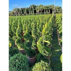 Arany lombú leyland ciprus CUPRESSOCYPARIS LEYLANDII CASTLEWELLAN GOLD SPIRÁL 80/+ K12