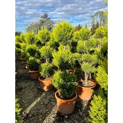 Arany lombú leyland ciprus CUPRESSOCYPARIS LEYLANDII CASTLEWELLAN GOLD 3 GÖMB 100/+ K25