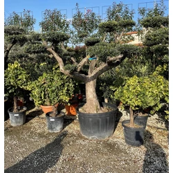 Olajfa    OLEA EUROPAEA T1/2 60/+ POM-PON K290