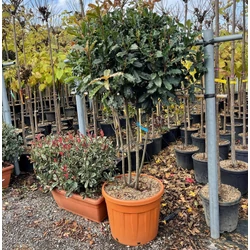 Redős levelű örökzöld korallberkenye PHOTINIA SERRATIFOLIA CRUNCY TÖBBTÖRZSES K90