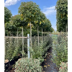 Amerikai ámbrafa   LIQUIDAMBAR STYRACIFLUA GUMBALL T200 10/12 K45