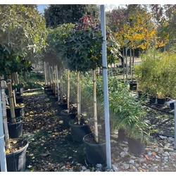 Amerikai ámbrafa   LIQUIDAMBAR STYRACIFLUA GUMBALL T3/4 K35