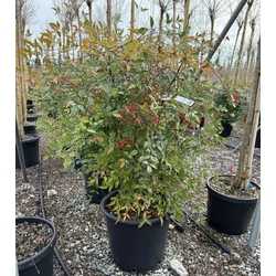 Japán szentfa   NANDINA DOMESTICA 80/100 K25