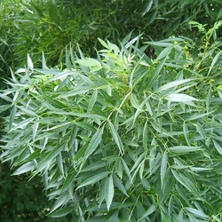 Magyar kőris   FRAXINUS ANGUSTIFOLIA RAYWOOD 6/8 K30