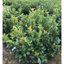 Közönséges babérmeggy PRUNUS LAUROCERASUS ETNA 80/100*