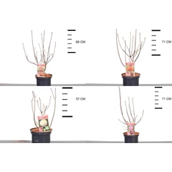 Azálea    AZALEA KNAPHILL 30/40 K4