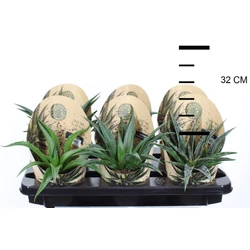 Mangave   MANGAVE FAJTÁK 20/+ CS13