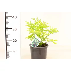 Sárga lombú bodza SAMBUCUS NIGRA GOLDEN TOWER 25/35 K3