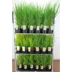 Vesszős köles PANICUM VIRGATUM MIX K5