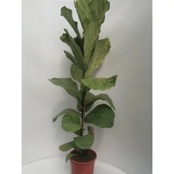 Lantlevelű fikusz FICUS LYRATA CS21