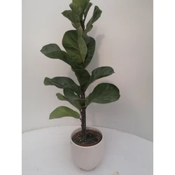 Lantlevelű fikusz FICUS LYRATA BAMBINO KERÁMIA KASPÓVAL CS13