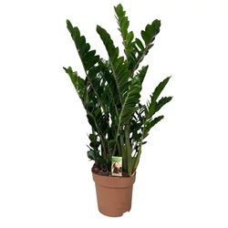 Agglegénypálma ZAMIOCULCAS ZAMIIFOLIA 10+ CS30