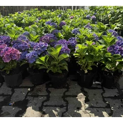 Kerti hortenzia    HYDRANGEA MACROPHYLLA JIP BLAU K2