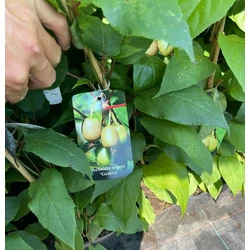 Geneva japán kivi ACTINIDIA ARGUTA GENEVA K2