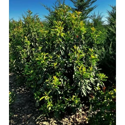 Redős levelű örökzöld korallberkenye PHOTINIA SERRATIFOLIA CRUNCHY 150/175*