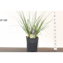 Pampafű  CORTADERIA FAJTÁK K5