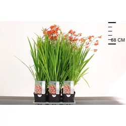 Kerti sáfrányfű  CROCOSMIA CARMINE BRILLANT K2