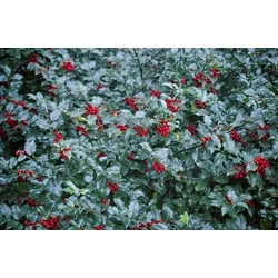 Kékeslevelű magyal   ILEX MESERVEAE BLUE MAID GÖMB 40/50 K20