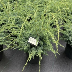 Kék kínai boróka JUNIPERUS CHINENSIS BLUE ALPS 30/40 K8