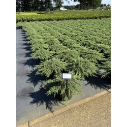Közönséges boróka    JUNIPERUS COMMUNIS GREEN CARPET 30/40 K8