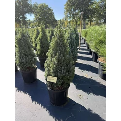 Kék cukorsüvegfenyő PICEA GLAUCA SANDER'S BLUE 70/+ K11