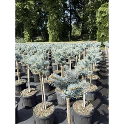 Gömb ezüstfenyő  PICEA PUNGENS GLAUCA GLOBOSA T40 K8