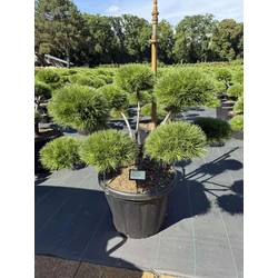 Hosszútűjű gömb feketefenyő   PINUS NIGRA BREPO BONSAI 90/100 K80
