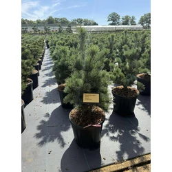 Japán fehérfenyő PINUS PARVIFLORA NEGISHI 35/40 K8