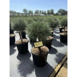 Törpe erdeifenyő   PINUS SYLVESTRIS MARTHAM T20 25/30 K8