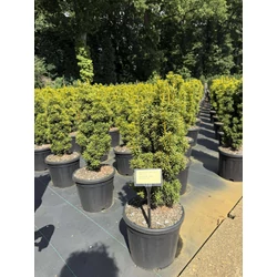 Arany oszlopos tiszafa   TAXUS BACCATA DAVID 50/60 K11