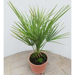 Törpe lószőrpálma  CHAMEROPS HUMILIS 30CM K3