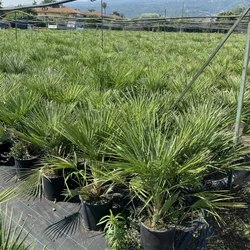 Törpe lószőrpálma  CHAMEROPS HUMILIS 50/60 K5