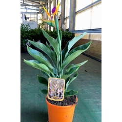 Papagájvirág   STRELITZIA REGINAE K3