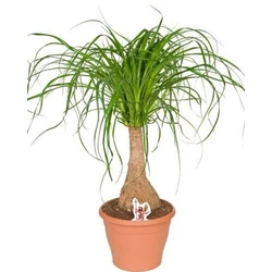 Buzogányfa, elefántláb BEUCARNEA RECURVATA K5