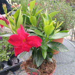 Tölcsérjázmin   SUNDAVILLE BOKOR 40CM K1,5