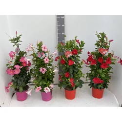 TölcsérjázminSUNDAVILLE PIRAMIS 75CM K3