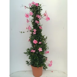 Tölcsérjázmin  SUNDAVILLE PIRAMIS TRICOLOR/BICOLOR 150CM K15