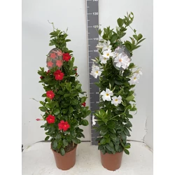 Tölcsérjázmin SUNDAVILLE PIRAMIS 110CM K4