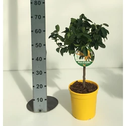 Buddha keze  CITRUS MEDICA MANO DI BUDDHA T1/4 70/80 K5 (CITROMSÁRGA CSERÉP)                 
