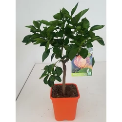 Édes narancs  CITRUS ARANCIO T1/4 65CM K5 (NARANCSSÁRGA SZÖGLETES CSERÉP)  