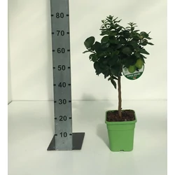 LimeCITRUS LIME VERDE T1/4 65CM K5 (ZÖLD SZÖGLETES CSERÉP)