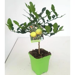 Kaffir lime  CITRUS HYSTRIX T1/4 65CM K5 (ZÖLD SZÖGLETES CSERÉP)