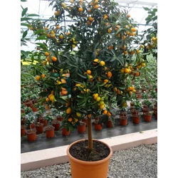 Koktélnarancs  CITRUS KUMQUAT T1/2 K30