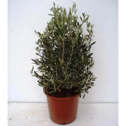 OlajfaOLEA EUROPAEA BOKOR 35/40 K1,5