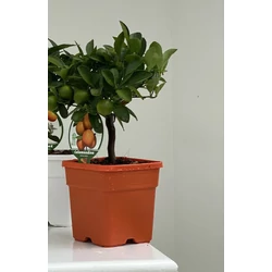 Kalamondin CITRUS CALAMONDINO MINI TÖRZS K1,5