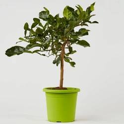 Kaffir lime  CITRUS HYSTRIX MINI TÖRZS K1,5
