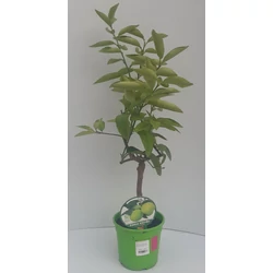 Lime, zöld citrom CITRUS LIMA VERDE MINI TÖRZS K1,5