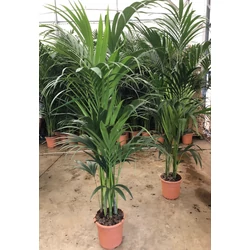 Kenciapálma HOWEA FORSTERIANA 4 NÖVÉNY/CSERÉP 130CM K10