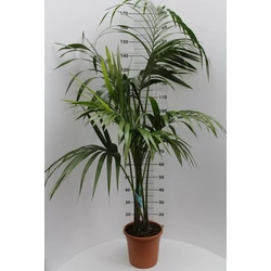 Kenciapálma HOWEA FORSTERIANA 4 NÖVÉNY/CSERÉP 130CM K10