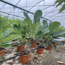 Pluméria   PLUMERIA RUBRA 70CM K3,5